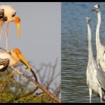चंबल में प्रवासी पक्षी