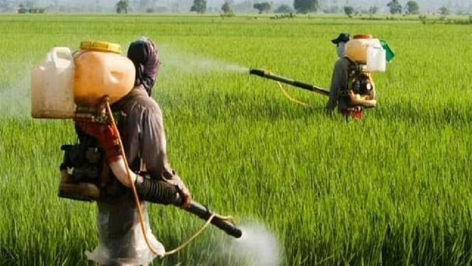 Central Government says adequate fertilizers available to meet Rabi season needs