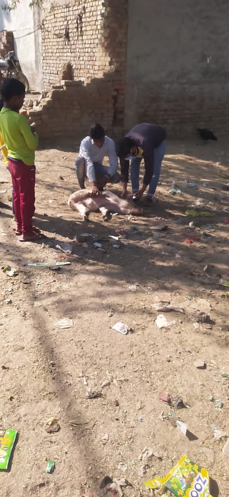 Hathras: Three more pigs died due to mysterious disease