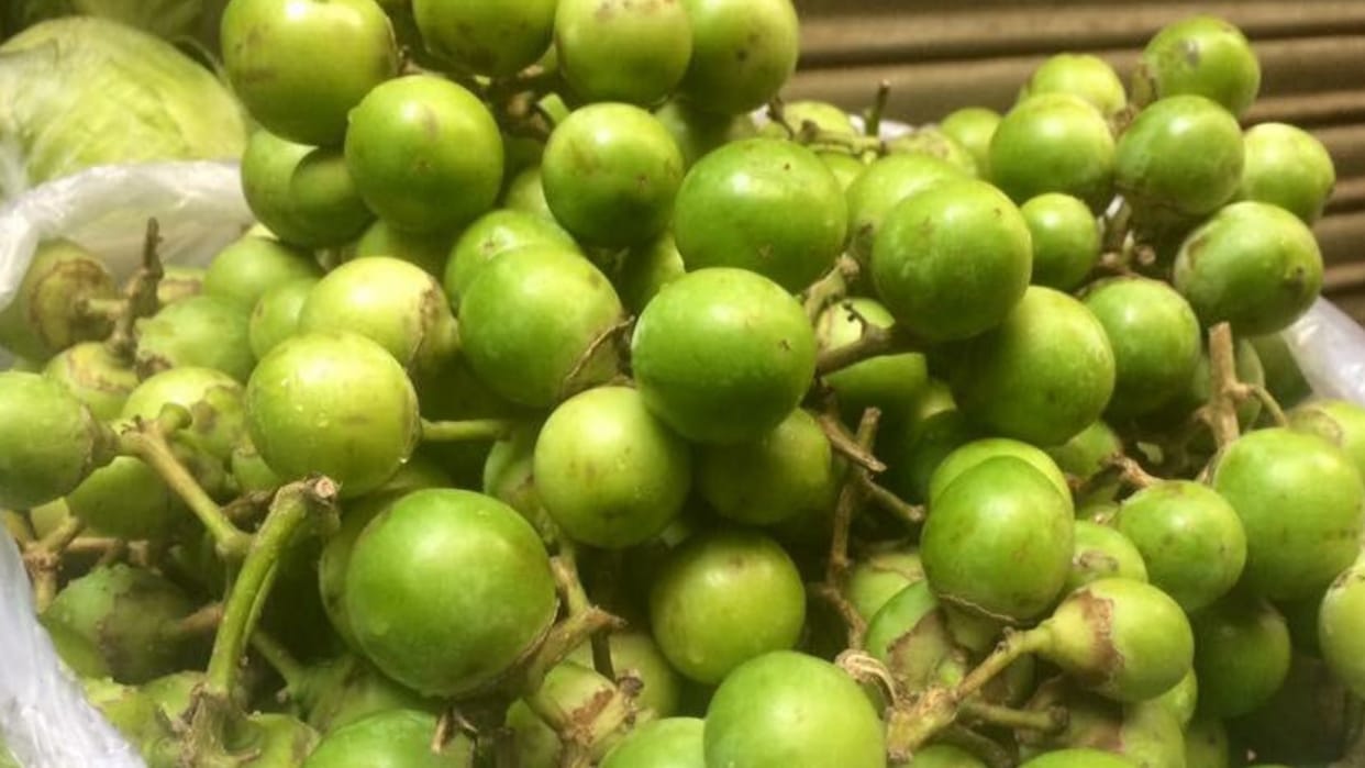 Research on Lasoda in horticulture college neri hamirpur