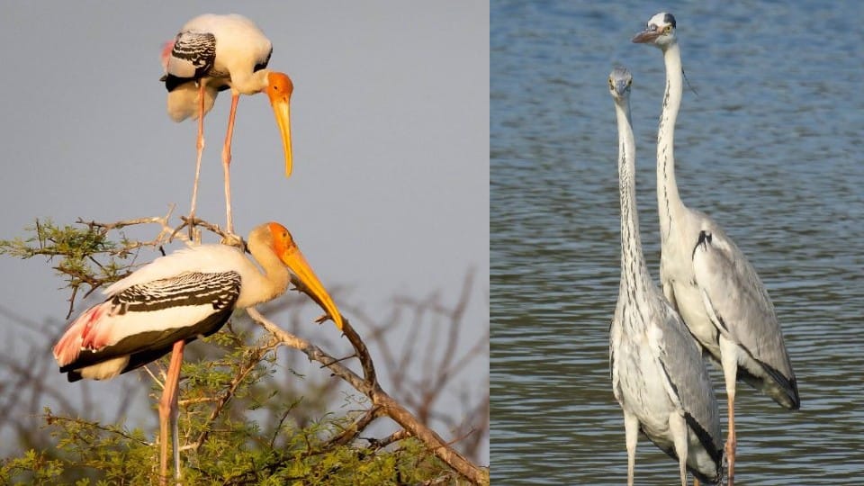 GBBC 1,036 species birds India third in world
