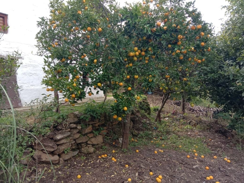 Malta and Orange ruined by hail