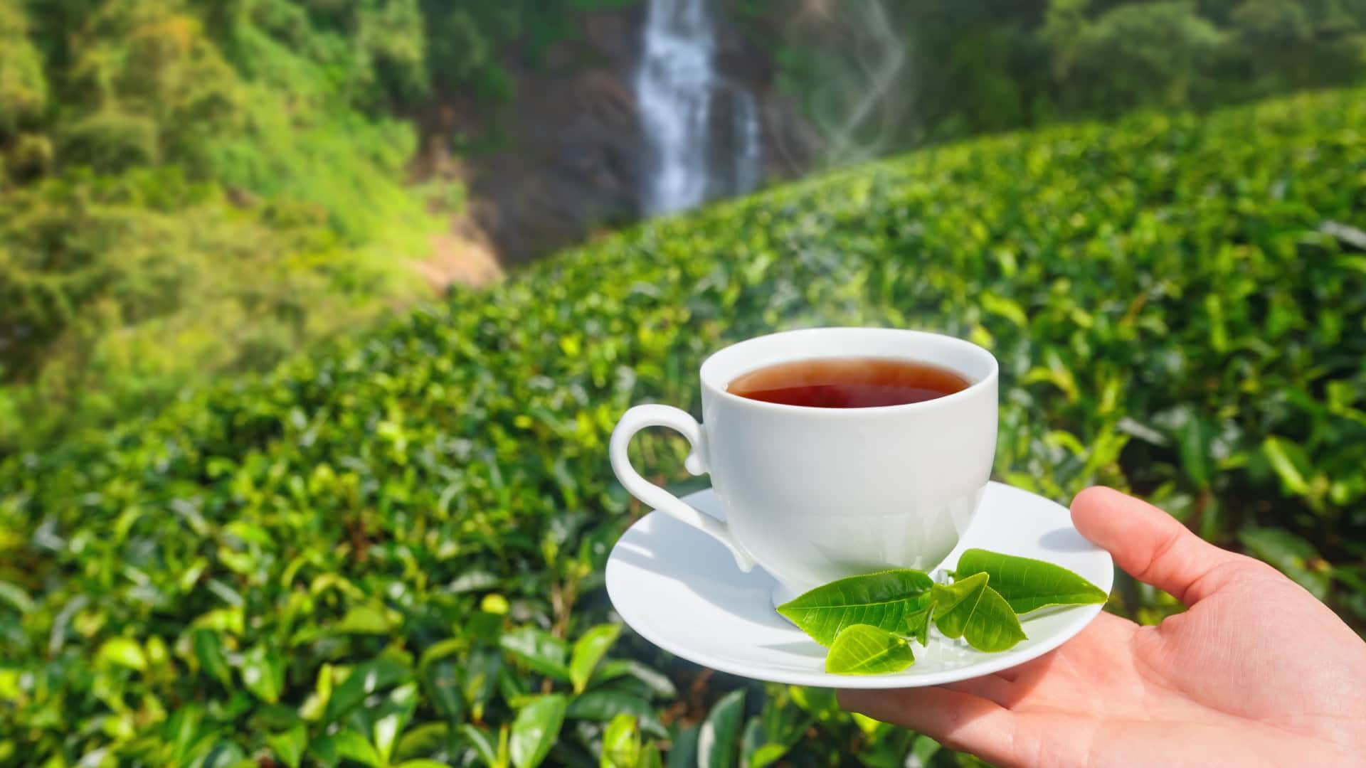 Most Expensive Tea: five most expensive tea in the world know their specialty in hindi