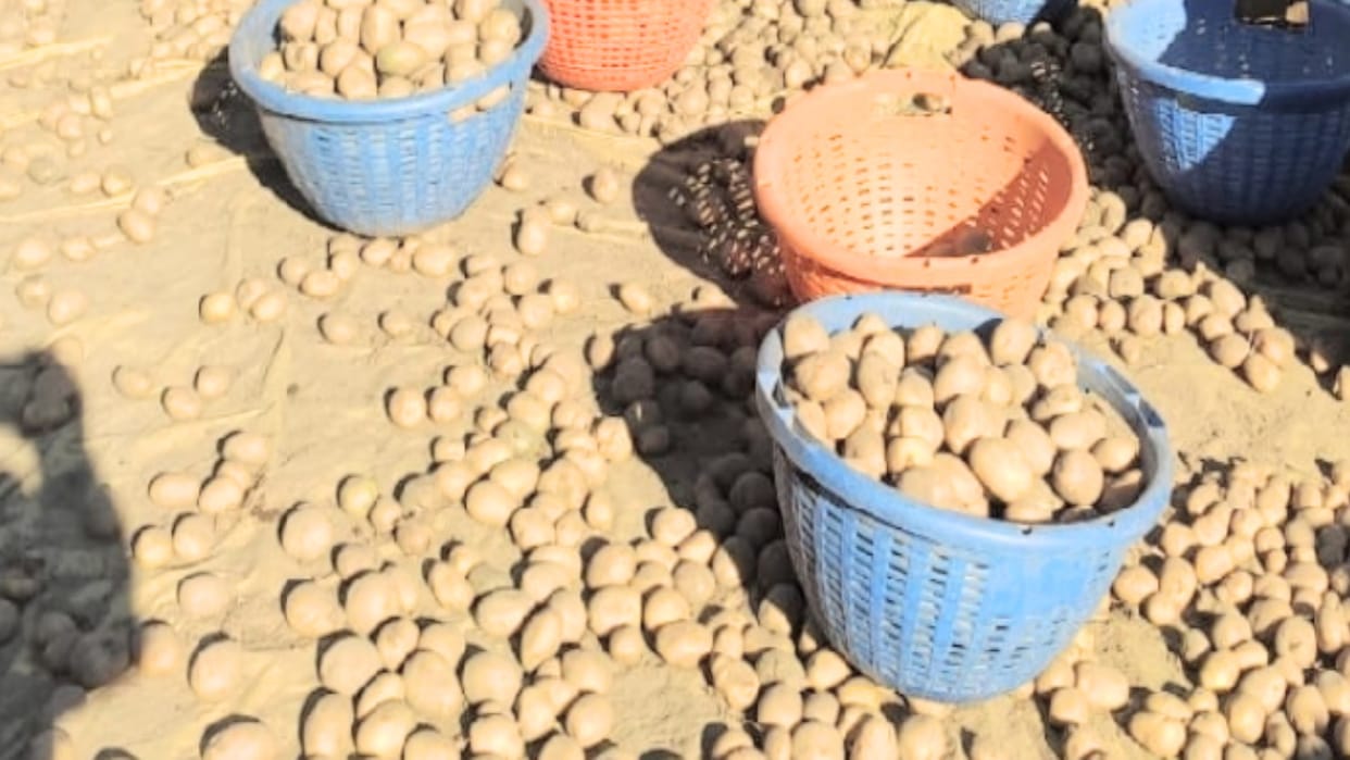 Potato prices skyrocketed in the mandis of Punjab, the faces of the farmers descended