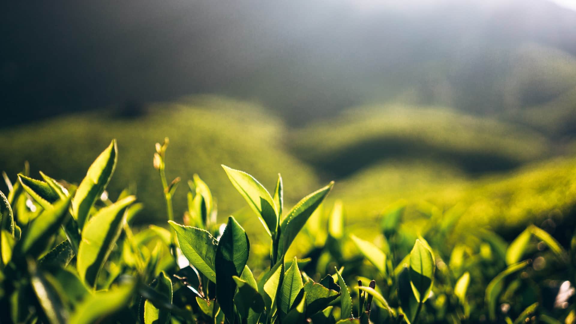 Most Expensive Tea: five most expensive tea in the world know their specialty in hindi