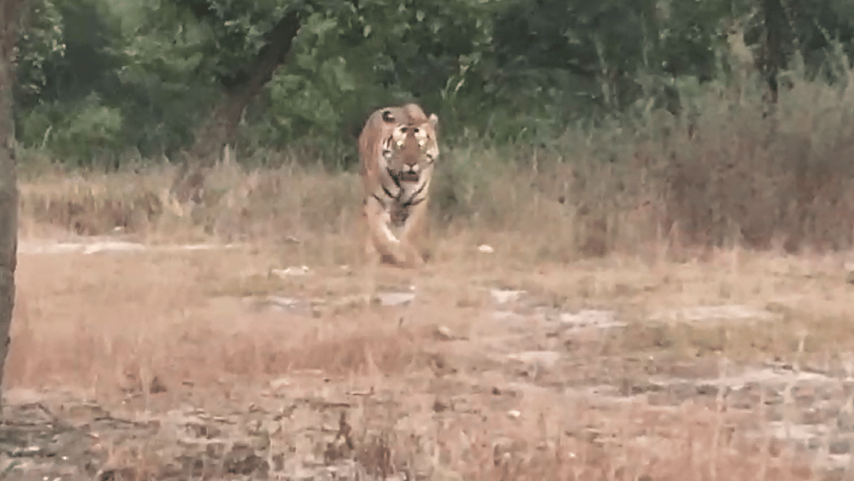 Haridwar News: Tiger Attack Van Gujjar youth in Rasiyabarh range