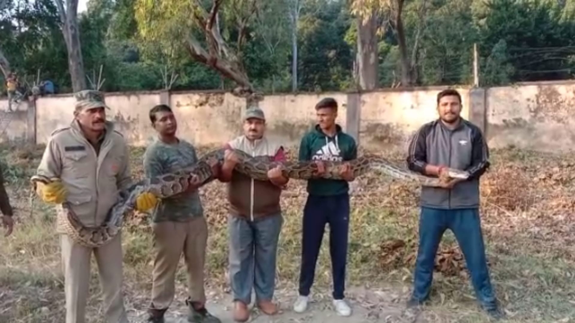 Forest department team has caught a big python in elephant shed of Corbett Tiger Reserve