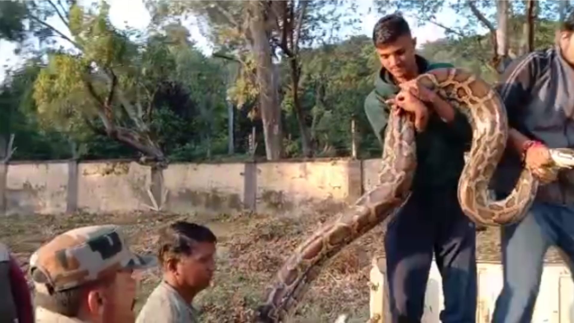 Forest department team has caught a big python in elephant shed of Corbett Tiger Reserve
