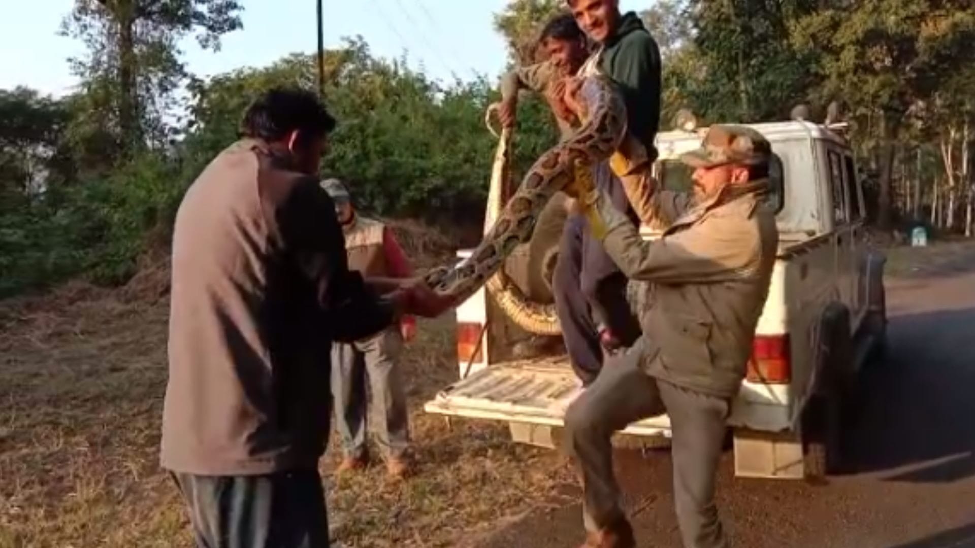Forest department team has caught a big python in elephant shed of Corbett Tiger Reserve