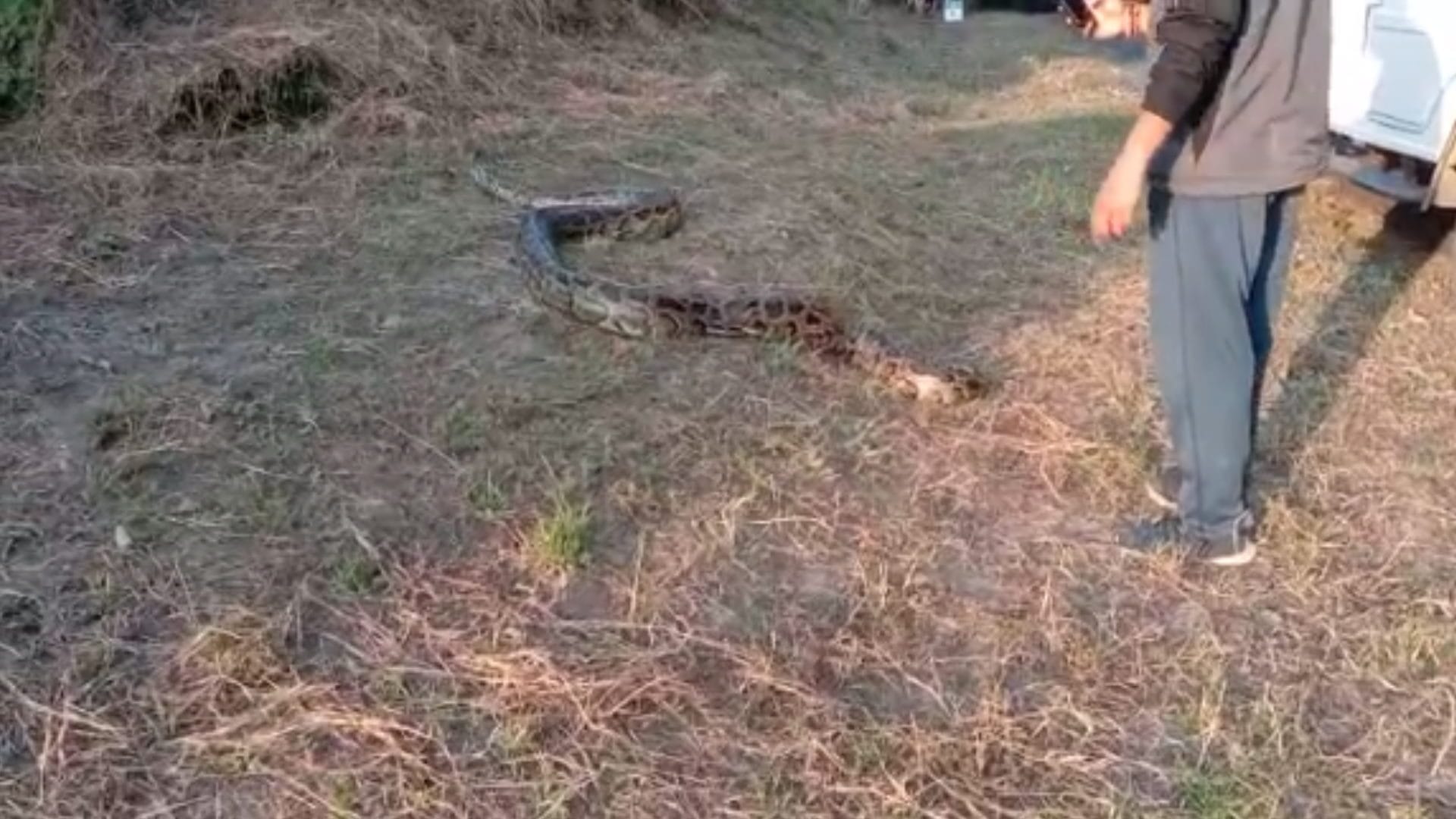Forest department team has caught a big python in elephant shed of Corbett Tiger Reserve