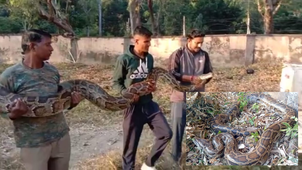 Forest department team has caught a big python in elephant shed of Corbett Tiger Reserve