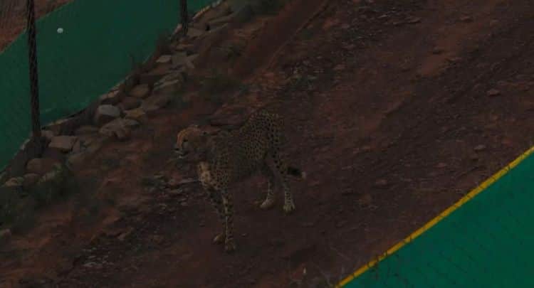 Kuno National Park: Namibia's Third Male Cheetah Oban Released into the Larger Enclosure