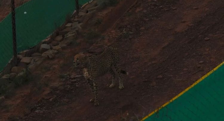Kuno National Park: Namibia's Third Male Cheetah Oban Released into the Larger Enclosure