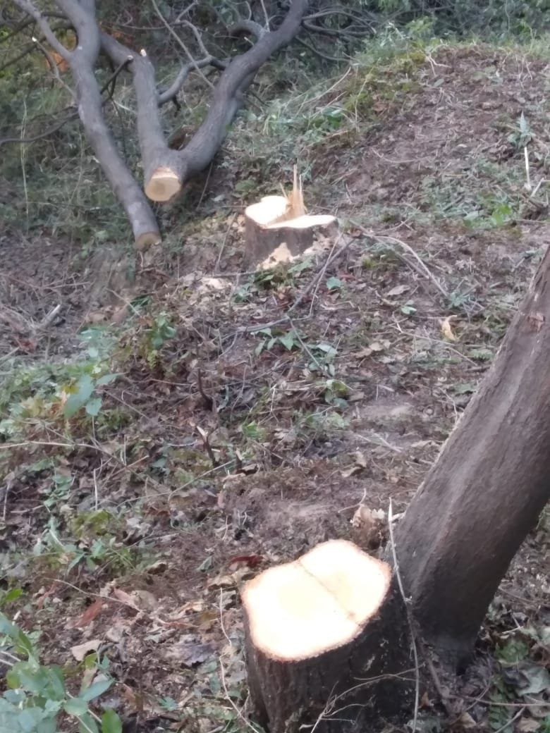 five sandalwood trees in Herbal Garden located in Kaggle cut down