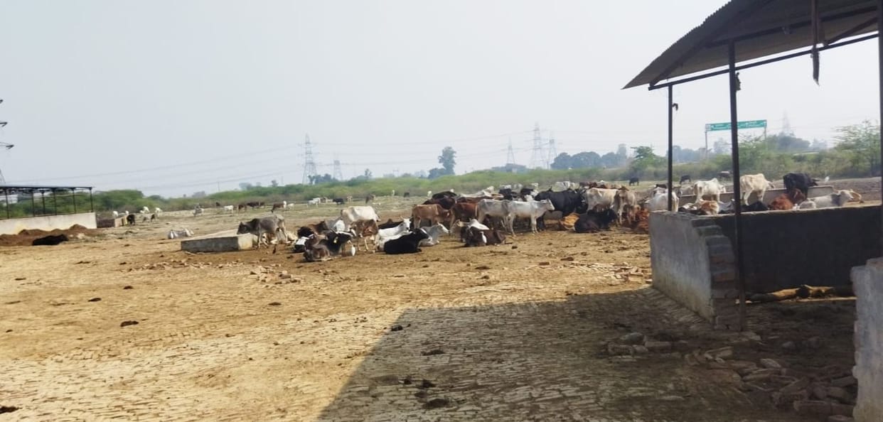 Etah: Cow starving for two days in Gaushal, no green fodder