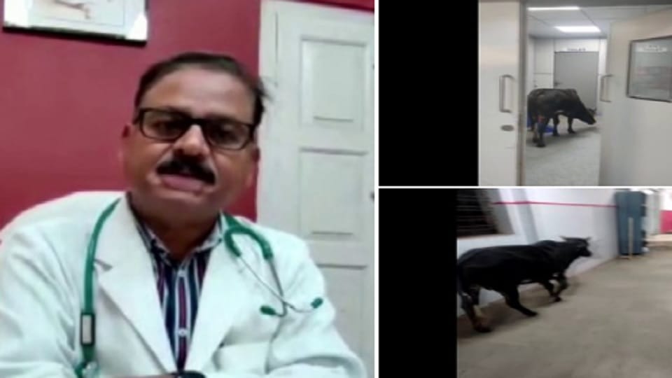 Cow seen roaming in ICU ward of Rajgarh district hospital