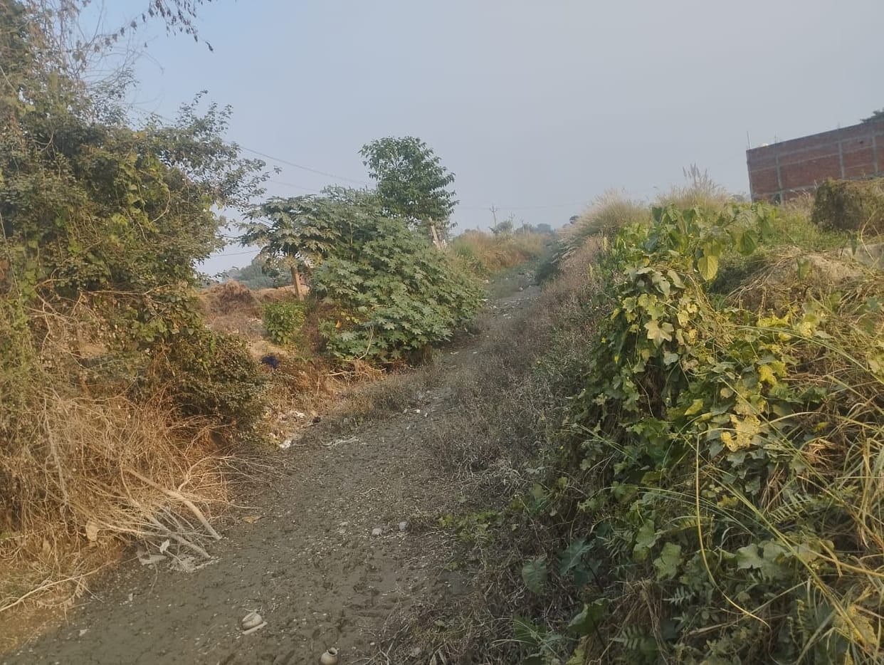 How to sow wheat, canals dry, fertilizer missing