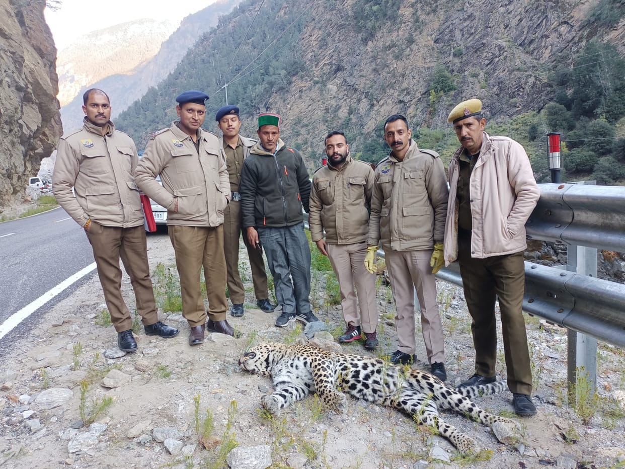 leopard deadbody recovered from kadcham