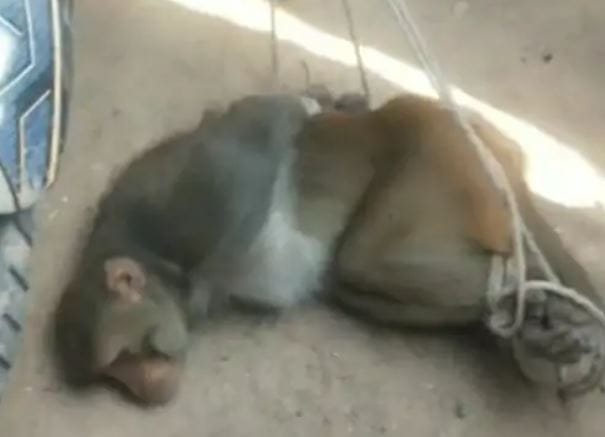 monkey which is in the headlines by drinking alcohol has created a product attacked many people