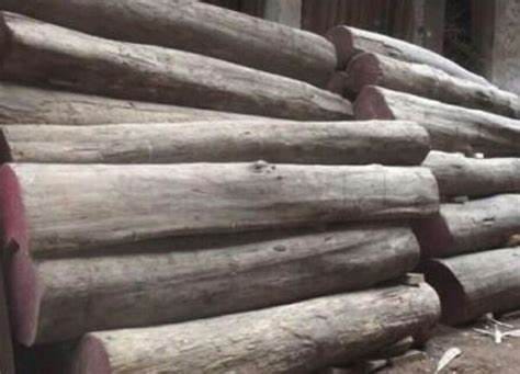 Forest department patrol seizes pickup transporting sal wood in Umaria
