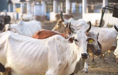 Rs 1,000 fine to be paid if cattle are found in open spaces municipality orders in Sehore