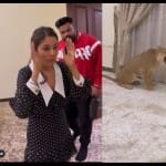 शहनाज गिल