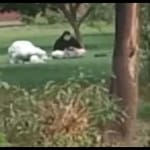उद्यान में नमाज पढ़ता पर्यटक