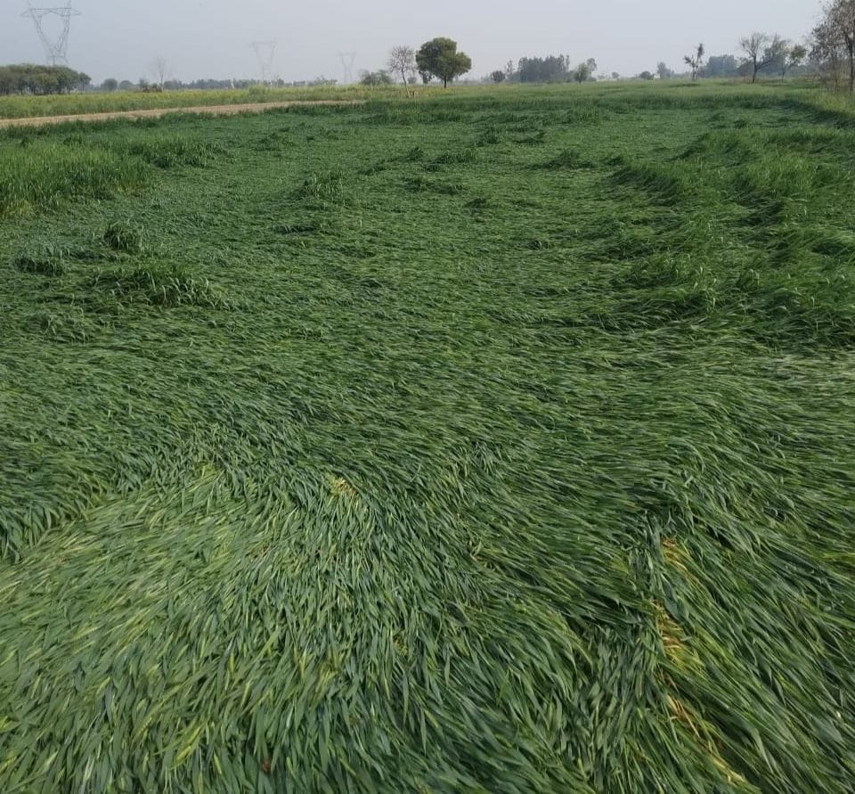 Etah: 1448 farmers will get compensation for loss due to excessive rainfall