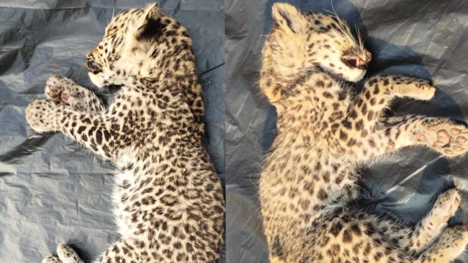 Bandhavgarh Tiger Reserve: Two leopard cubs died of hunger and thirst