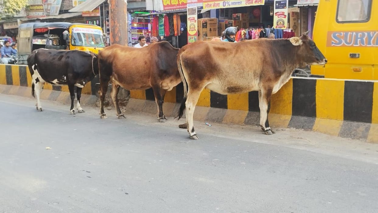 stray animals roaming the streets more than cow shelters