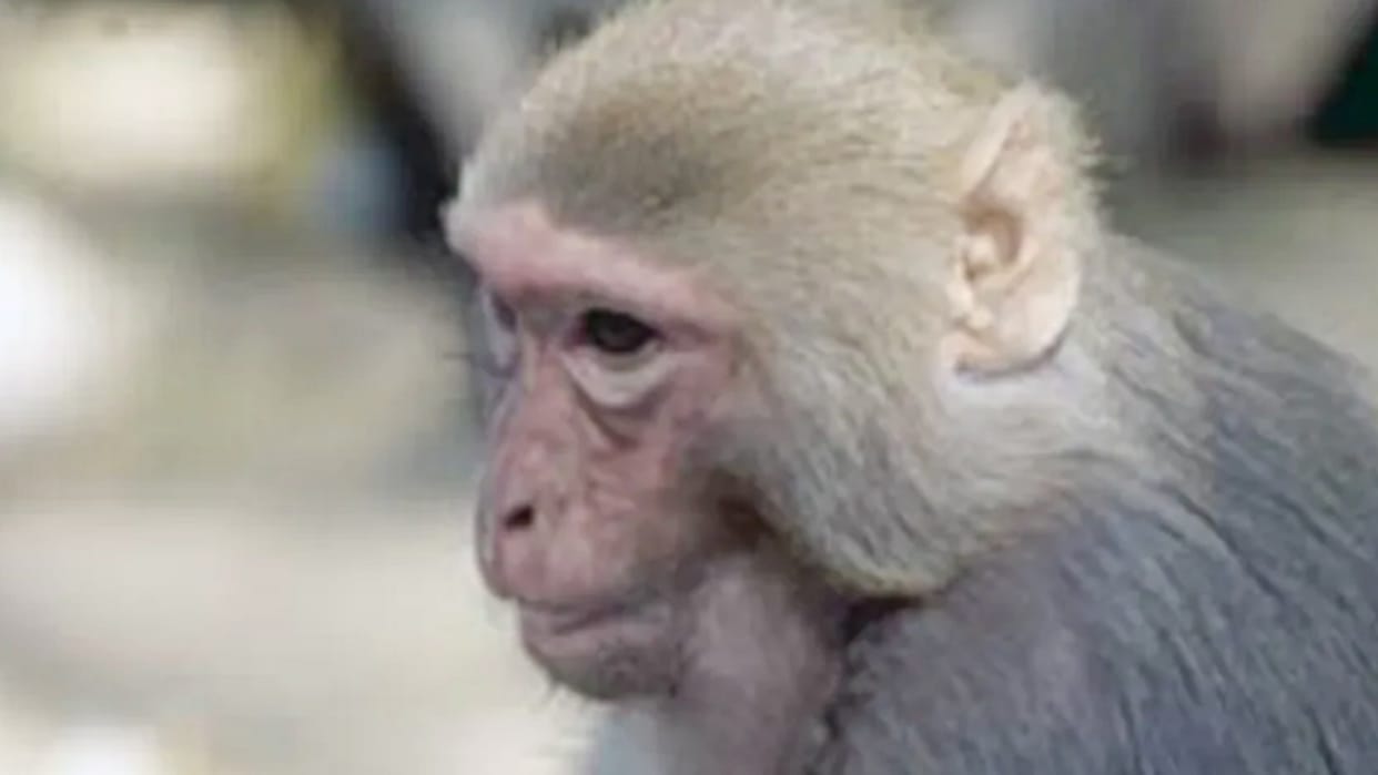monkey which is in the headlines by drinking alcohol has created a product attacked many people