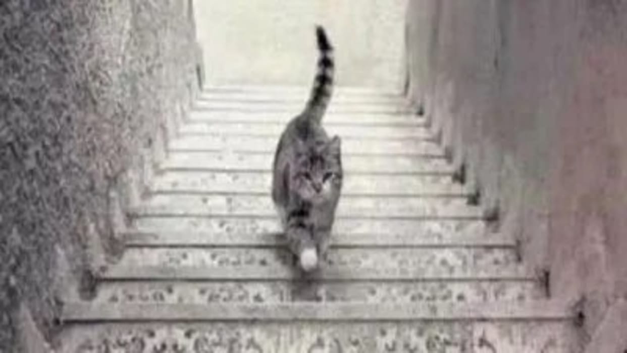 Viral Optical Illusion: Where is this cat going, up or down the stairs brain teaser picture puzzle