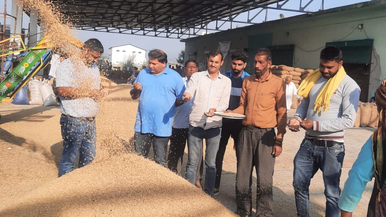 himachal news: one lakh quintal dhan kharid in  himachal pradesh