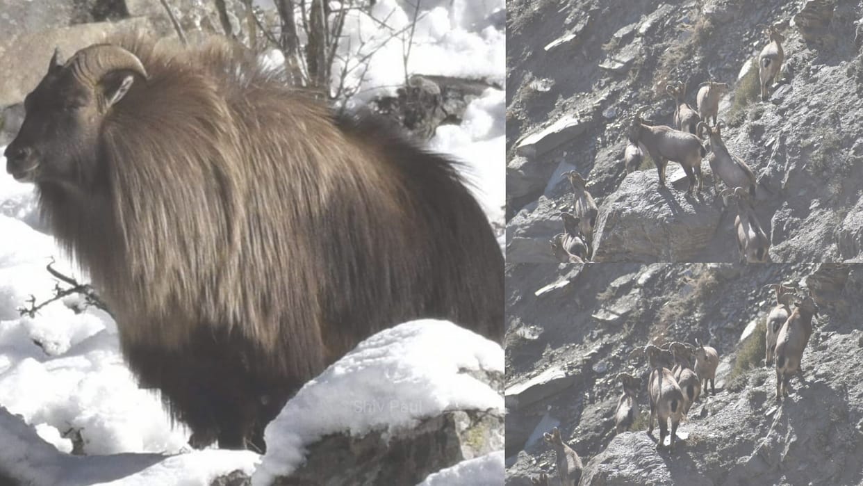 himalayan ibex and himalayan tahr come to lower area after snowfall at heights