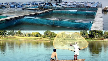 World Fisheries Day MP is achieving new achievements in fish production 400 fish parlors will change the pictu