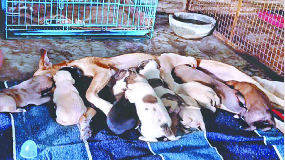 Mischievous boys put five puppies in the borewell of submersible pump in Agra
