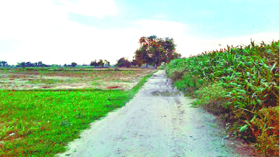 Farming is being done in Leather Park for 14 years shoe market is lying empty in agra