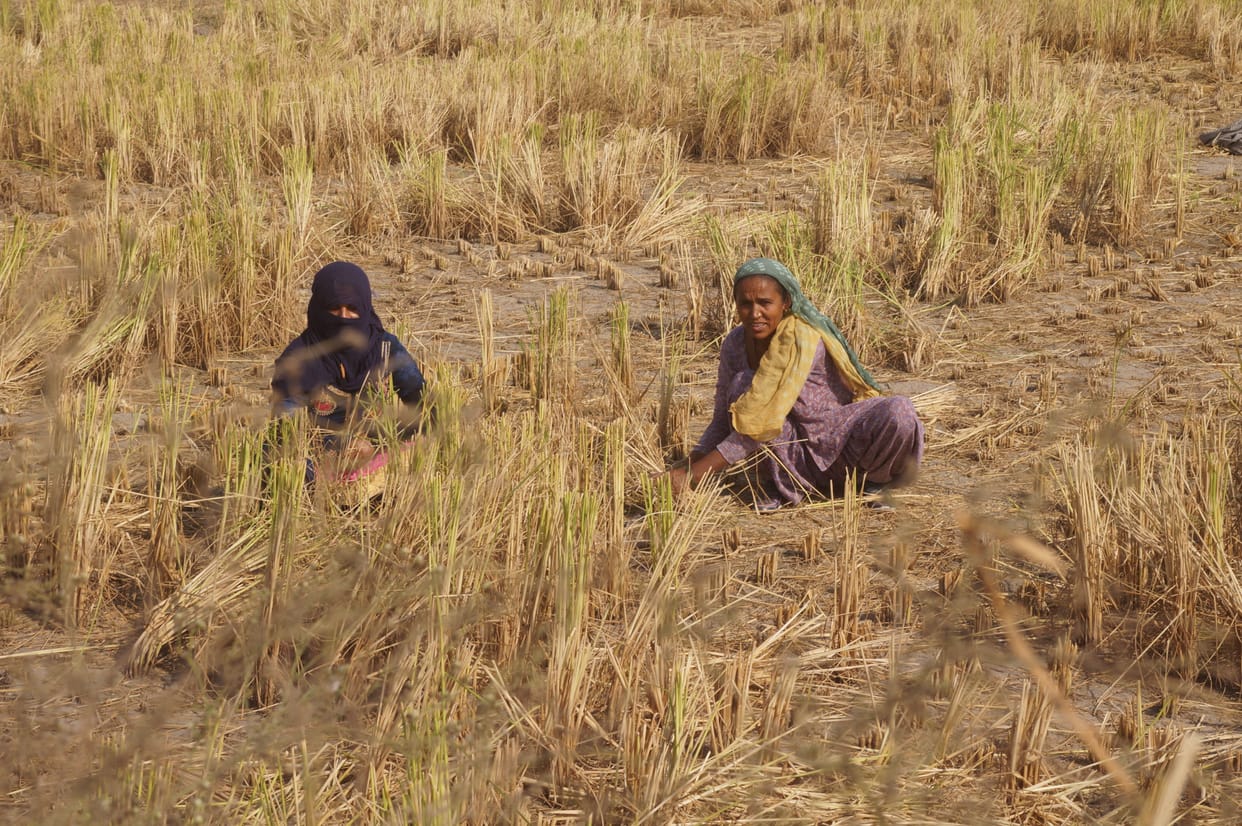 Stubble of Sirsa will become fodder for animals of Rajasthan, purchase of eight thousand rupees per acre