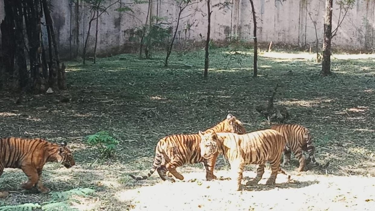bilaspur kanan pendari zoo; cubs brought to open cage for exposure