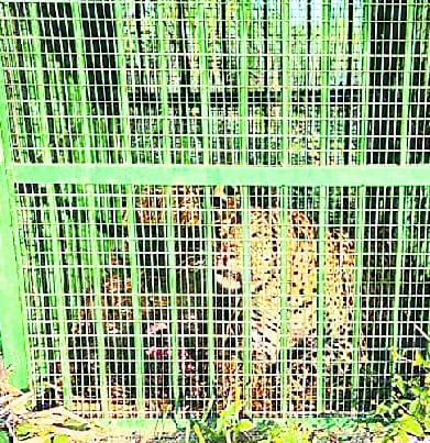 The dreaded leopard was imprisoned in a cage attached to the agricultural farm of Bajaj Sugar Mill