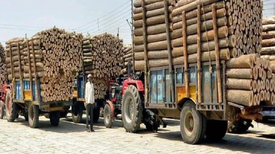Four killed in violence over timber smuggling at Assam-Meghalaya border