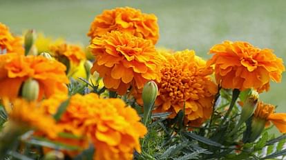 Marigold Flower Importance in Puja Know Genda Phool ka Upyog in Hindu Rituals