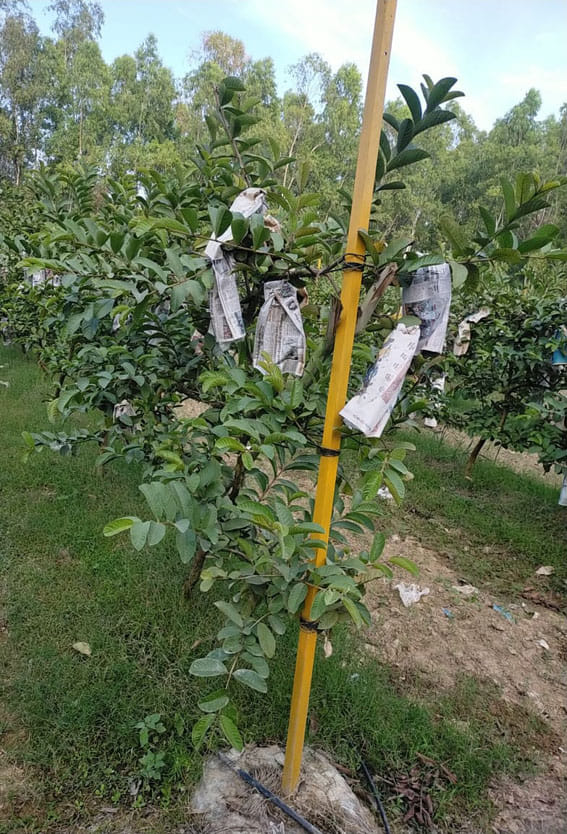 Guava horticulture craze increased in the district