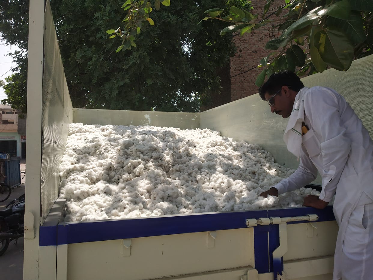Softening production has come down, arrival in the market has decreased by 4 lakh 37 thousand quintals since last year.