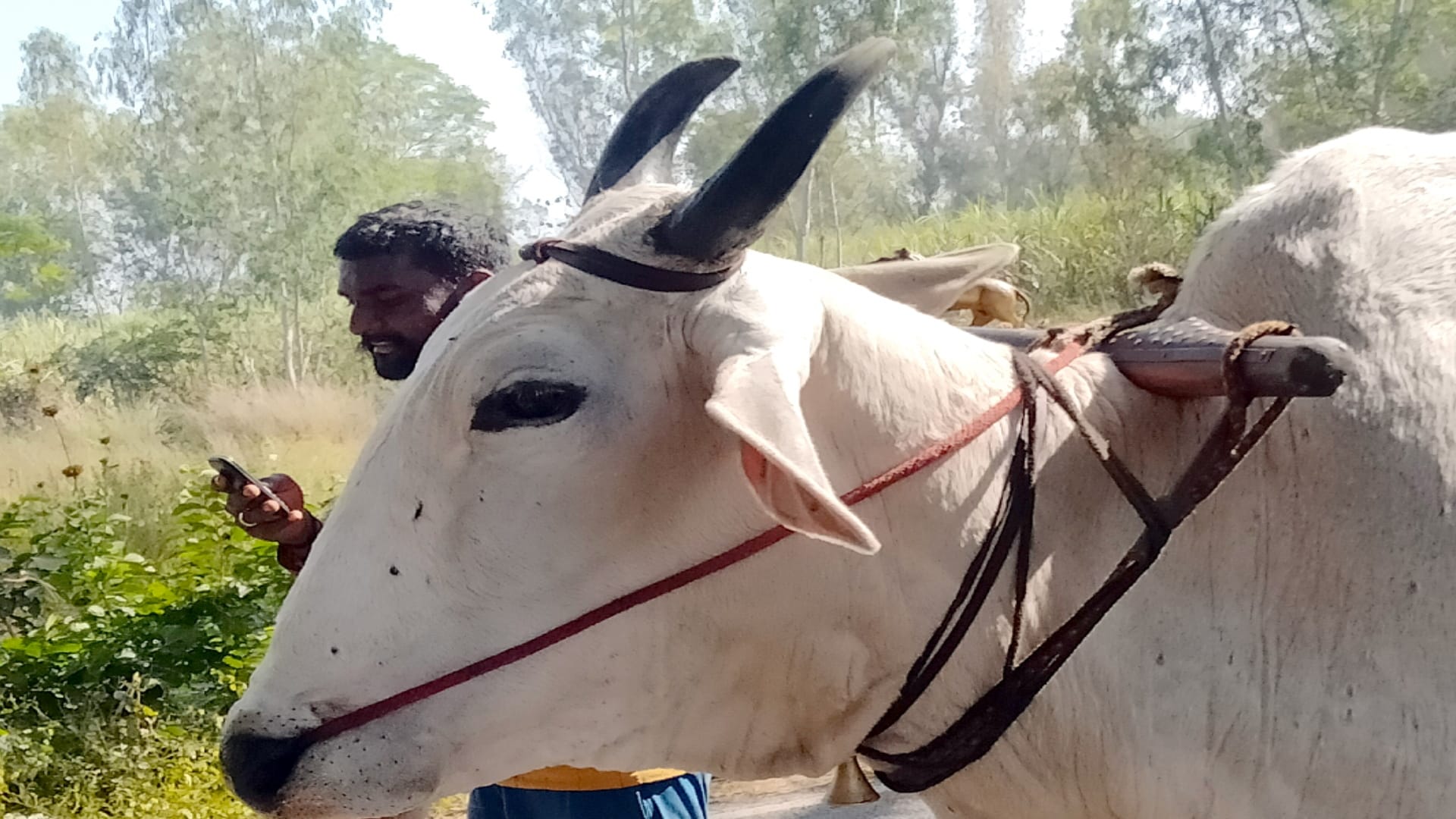 Bijnor News: Suresh joined tonga to accompany Moti after another bull Heera died, pictures getting Viral