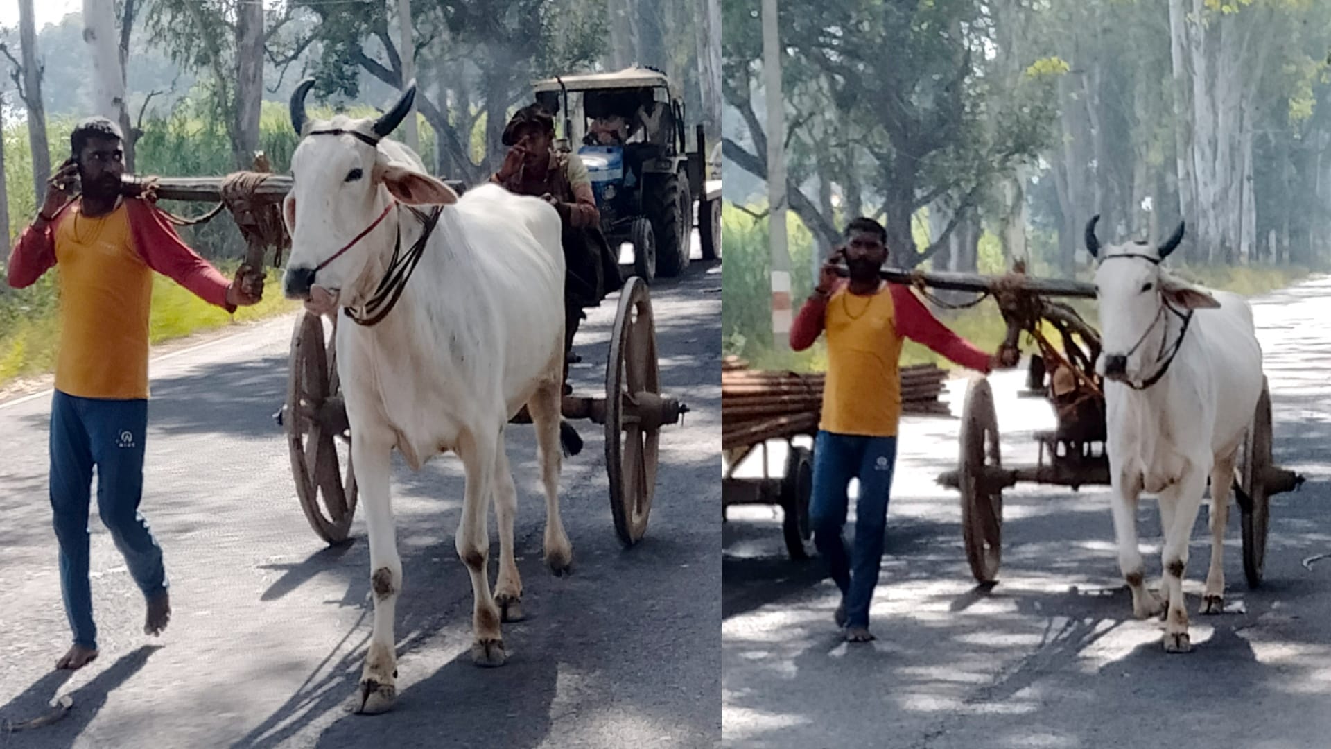 Bijnor News: Suresh joined tonga to accompany Moti after another bull Heera died, pictures getting Viral
