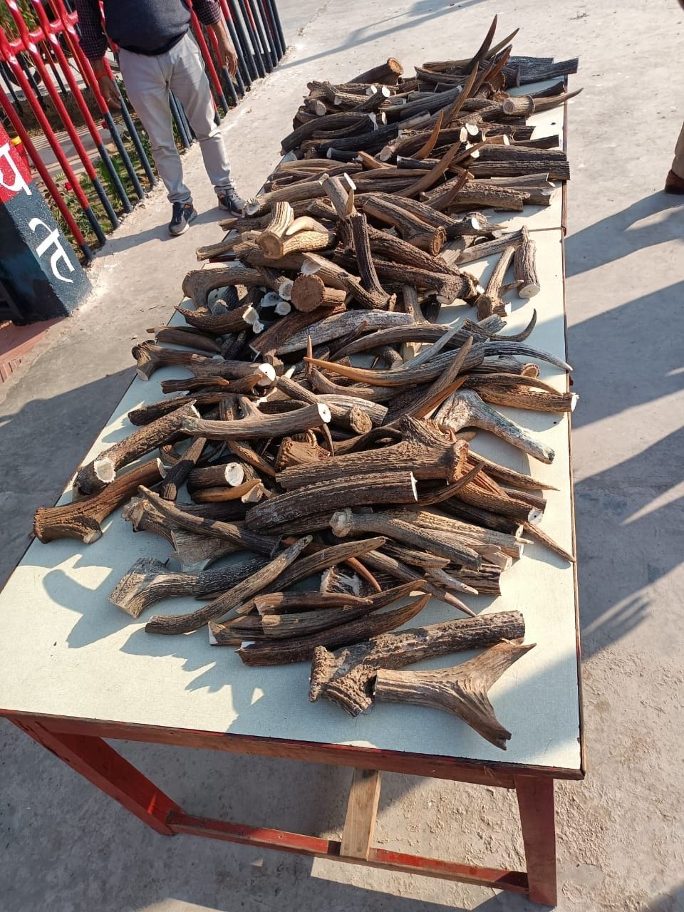 Chitrakoot: 77 kg horns of Sambhar recovered