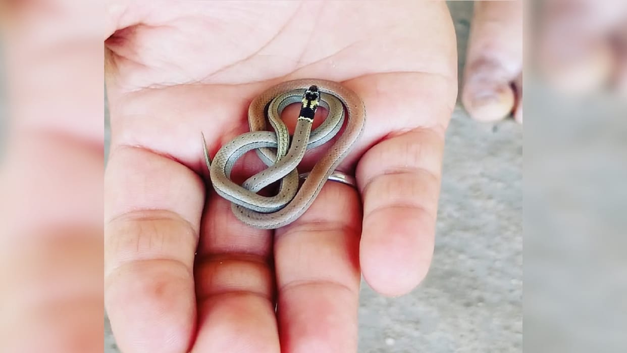 Snakes of rare species seen in Kawardha district