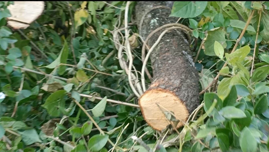 Sandalwood smugglers active in Jaisinghpur, cut down six trees in the dark of night