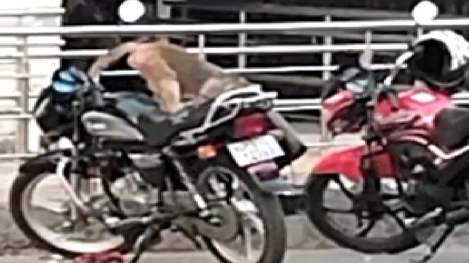 Monkeys took out liquor bottle from policeman bike outside SP office in Agra